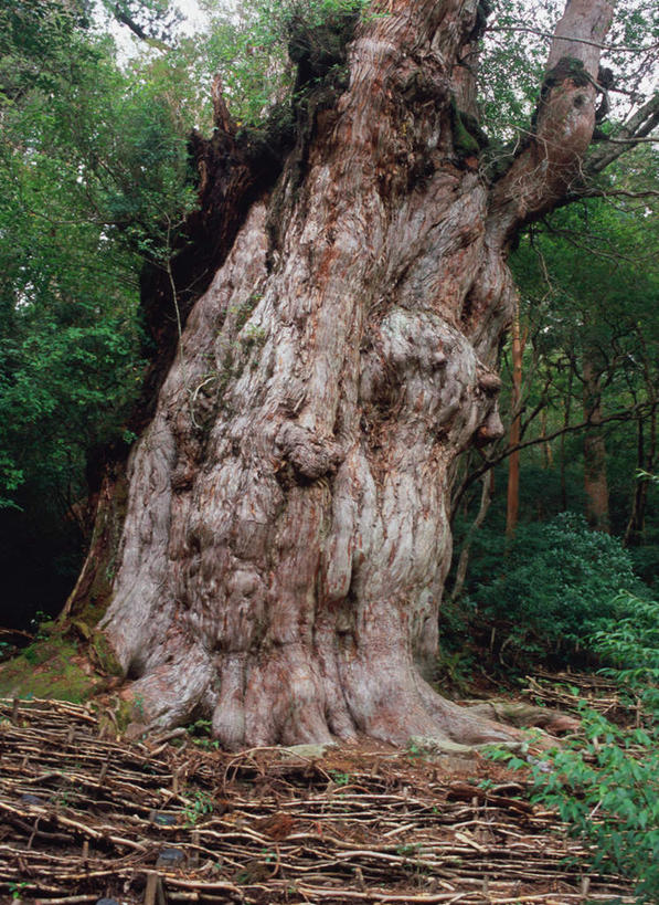 无人,竖图,室外,白天,仰视,旅游,度假,美景,森林,树林,植物,鹿儿岛,日本,亚洲,景观,雪松,娱乐,树,树木,绿色,自然,享受,休闲,景色,放松,生长,成长,自然风光,东亚,日本国,九州本岛,九州,九州岛,九州地方,鹿儿岛县,屋久岛,彩图,低角度拍摄