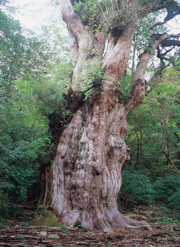 无人,竖图,室外,白天,仰视,旅游,度假,美景,森林,树林,植物,鹿儿岛,日本,亚洲,景观,雪松,娱乐,树,树木,绿色,自然,享受,休闲,景色,放松,生长,成长,自然风光,东亚,日本国,九州本岛,九州,九州岛,九州地方,鹿儿岛县,屋久岛,彩图,低角度拍摄