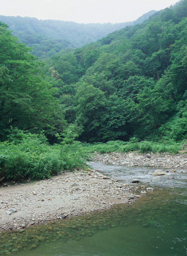 无人,竖图,室外,白天,正面,旅游,度假,河流,美景,森林,树林,水,植物,日本,亚洲,河水,景观,水流,娱乐,树,树木,绿色,小溪,自然,溪水,享受,休闲,景色,放松,生长,成长,自然风光,东亚,本州,本州岛,日本国,青森,青森县,东北地方,白神山地,彩图