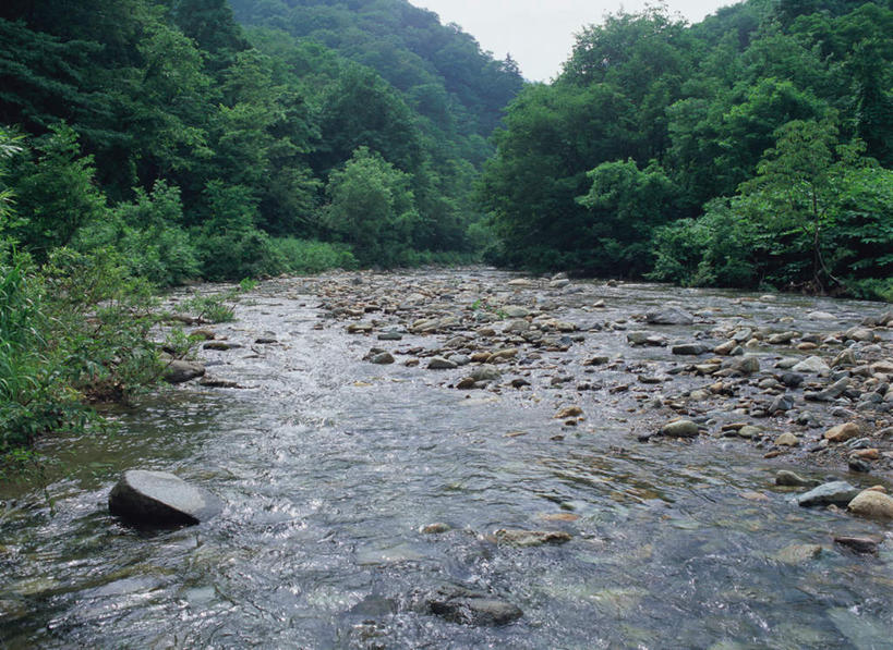无人,横图,室外,白天,正面,旅游,度假,河流,石头,美景,森林,树林,水,植物,日本,亚洲,石子,河水,景观,水流,娱乐,树,树木,绿色,小溪,自然,溪水,享受,休闲,景色,放松,生长,成长,自然风光,东亚,本州,本州岛,日本国,青森,青森县,东北地方,白神山地,石块,岩石,彩图