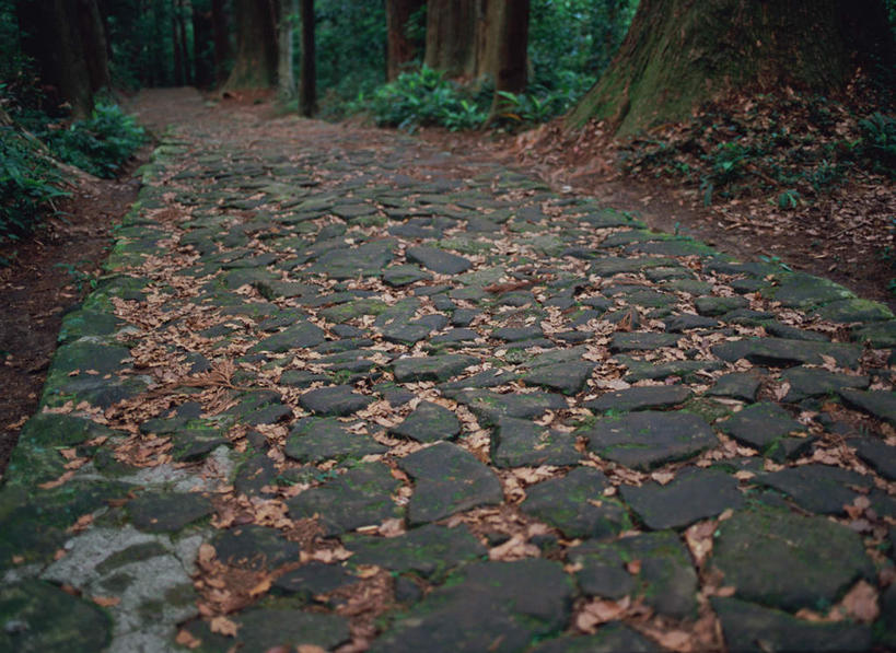 无人,横图,室外,白天,正面,旅游,度假,美景,森林,树林,植物,道路,路,日本,亚洲,景观,小路,交通,娱乐,树,树木,绿色,自然,享受,休闲,景色,放松,生长,成长,自然风光,东亚,本州,本州岛,日本国,近畿地方,近畿,和歌山,和歌山县,彩图