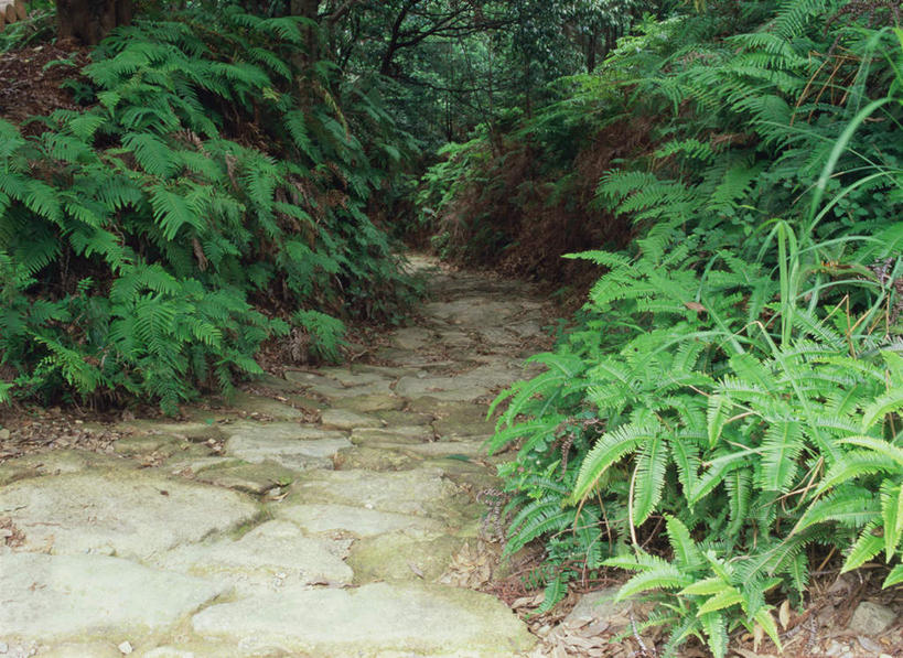 无人,横图,室外,白天,正面,旅游,度假,美景,森林,树林,植物,道路,路,日本,亚洲,景观,小路,交通,娱乐,树,树木,绿色,自然,享受,休闲,景色,放松,生长,成长,自然风光,东亚,本州,本州岛,日本国,近畿地方,近畿,和歌山,和歌山县,彩图