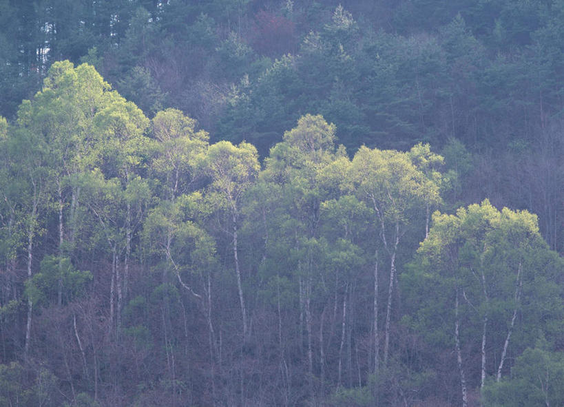 无人,横图,室外,白天,正面,旅游,度假,美景,森林,树林,植物,白桦树,长野县,日本,亚洲,景观,娱乐,树,树木,绿色,自然,享受,休闲,景色,放松,生长,成长,自然风光,东亚,本州,本州岛,日本国,中部地方,长野,彩图