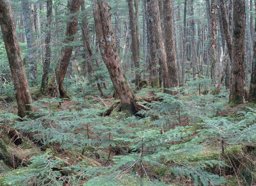 无人,横图,室外,白天,正面,旅游,度假,美景,森林,树林,植物,日本,亚洲,景观,娱乐,树,树木,绿色,自然,享受,休闲,景色,放松,生长,成长,自然风光,东亚,本州,本州岛,日本国,中部地方,山梨,山梨县,彩图