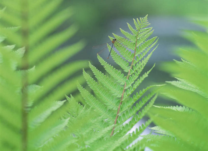 无人,站,横图,室外,白天,正面,旅游,度假,美景,叶子,日本,亚洲,朦胧,模糊,蜻蜓,昆虫,景观,绿叶,娱乐,一只,自然,站着,享受,休闲,嫩叶,景色,放松,自然风光,东亚,本州,本州岛,日本国,近畿地方,近畿,滋贺,滋贺县,叶,叶片,站立,彩图