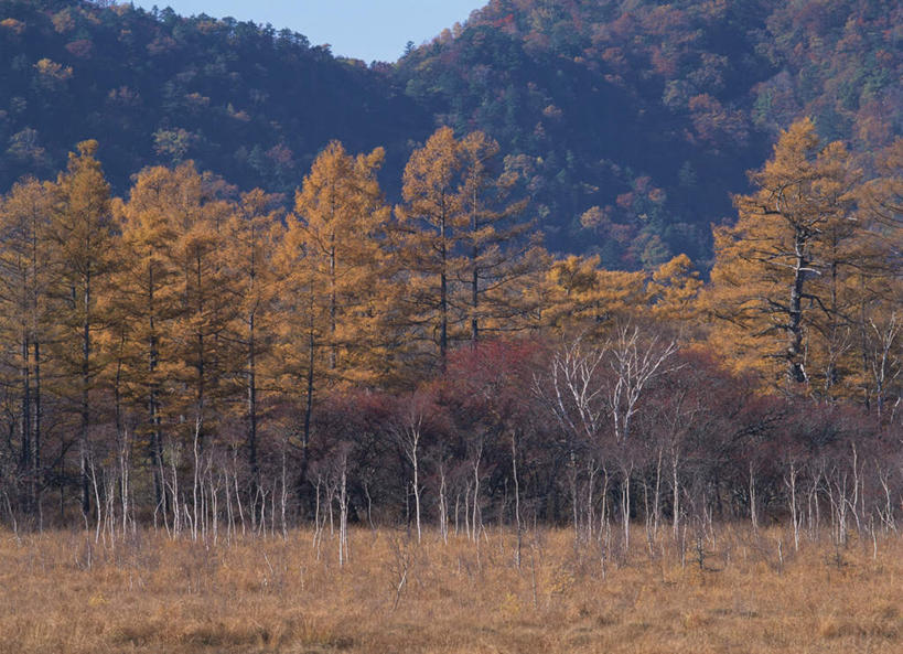 无人,横图,室外,白天,正面,旅游,度假,美景,森林,树林,植物,日本,亚洲,枯萎,景观,枯草,娱乐,草,树,树木,黄色,绿色,自然,享受,休闲,景色,放松,生长,成长,自然风光,东亚,本州,落叶松,关东地方,本州岛,日本国,栃木,栃木县,彩图