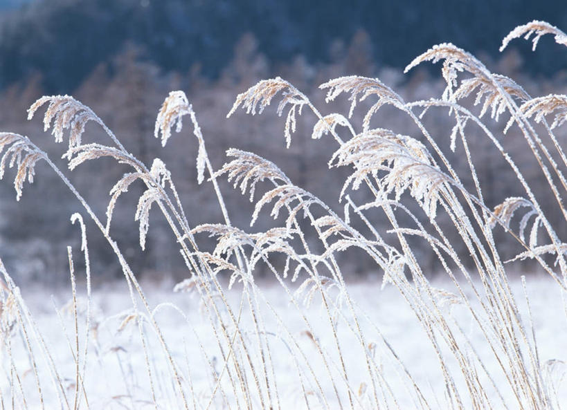 无人,横图,室外,白天,正面,旅游,度假,美景,雪,大雪,日本,亚洲,积雪,景观,雪景,冬天,芒草,娱乐,自然,享受,休闲,景色,放松,自然风光,东亚,五节芒,本州,关东地方,本州岛,日本国,栃木,栃木县,管草,管芒,寒芒,彩图