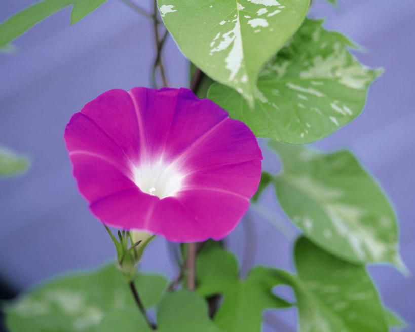 无人,横图,室外,特写,白天,正面,爱情,旅游,度假,美景,喇叭花,盛开,景观,花蕾,娱乐,花,花瓣,花朵,鲜花,自然,花苞,花蕊,享受,休闲,景色,放松,虚幻,自然风光,永恒,牵牛,牵牛子,勤娘子,碧冬茄,朝颜花,灵芝牡丹,冷静,牵牛花,彩图