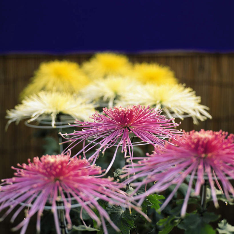 无人,方图,室外,白天,正面,爱情,旅游,度假,美景,许多,盛开,景观,花蕾,娱乐,花,花瓣,花朵,鲜花,黄色,红色,自然,花苞,花蕊,享受,休闲,菊花,景色,放松,吉祥,自然风光,高洁,长寿,怀恋,清净,真情,寿客,秋菊,彩图