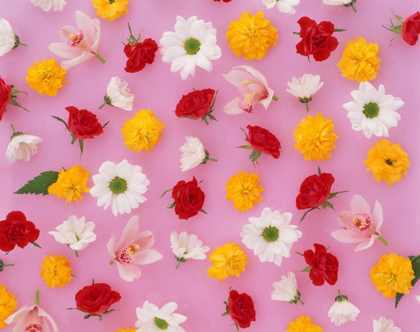 无人,横图,俯视,彩色,室内,特写,白天,爱情,幸福,纯洁,热情,玫瑰,许多,粉色背景,盛开,玫瑰花,万寿菊,浪漫,花蕾,花,花瓣,花朵,鲜花,排列,花苞,花蕊,健康,温暖,温馨,恩爱,摄影,影棚,和睦,高雅,队列,感动,尊敬,长寿,淡泊,花中君子,臭芙蓉,蜂窝菊,大花蕙兰,西姆比兰,天真,友情,刺玫花,兰花,徘徊花,彩图,高角度拍摄,影棚拍摄,拍摄,融洽