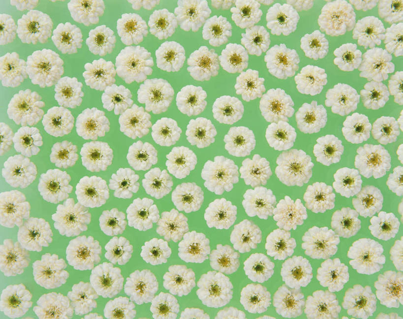 无人,横图,俯视,室内,特写,白天,白色背景,一排,许多,整齐,盛开,花蕾,花,花瓣,花朵,鲜花,排列,白色,花苞,花蕊,摄影,小白菊,影棚,队列,白菊花,龙牙草,彩图,高角度拍摄,影棚拍摄,拍摄