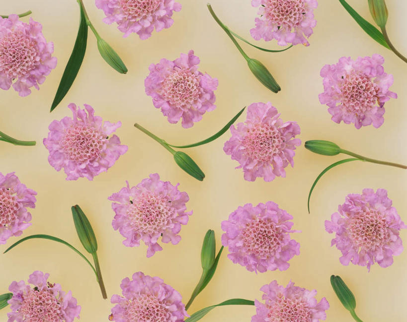 无人,横图,俯视,室内,特写,白天,白色背景,叶子,许多,散落,盛开,绿叶,花蕾,花,花瓣,花朵,鲜花,粉色,花苞,花蕊,嫩叶,摄影,影棚,轮峰菊,山萝卜,松虫草,紫盆花,叶,叶片,彩图,高角度拍摄,影棚拍摄,拍摄