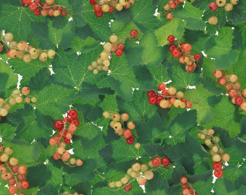 无人,横图,俯视,室内,特写,白天,白色背景,浆果,叶子,许多,灯笼果,果实,绿叶,红色,嫩叶,摄影,影棚,红醋栗,叶,叶片,醋栗,彩图,高角度拍摄,影棚拍摄,拍摄