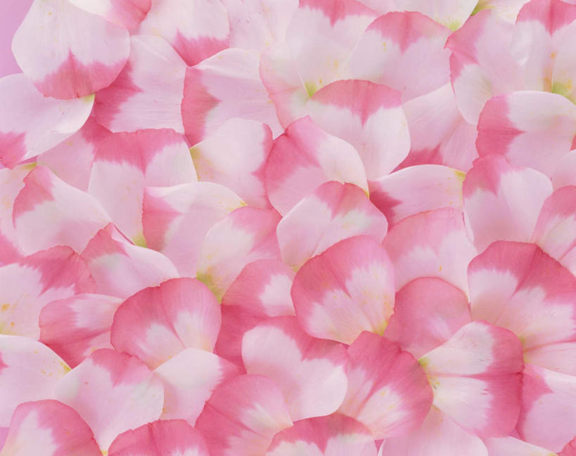 无人,横图,俯视,室内,特写,白天,一堆,许多,堆叠,堆积,盛开,花蕾,花,花瓣,花朵,鲜花,粉色,花苞,花蕊,摄影,影棚,堆,桔梗花,僧冠帽,草原龙胆,感动,六角荷,永恒,梗草,洋桔梗,彩图,高角度拍摄,影棚拍摄,拍摄