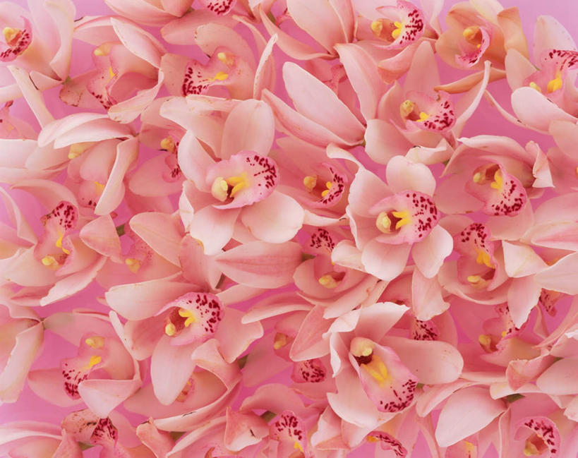 无人,横图,俯视,室内,特写,白天,许多,盛开,花蕾,花,花瓣,花朵,鲜花,粉色,花苞,花蕊,摄影,影棚,高雅,淡泊,花中君子,大花蕙兰,西姆比兰,兰花,彩图,高角度拍摄,影棚拍摄,拍摄