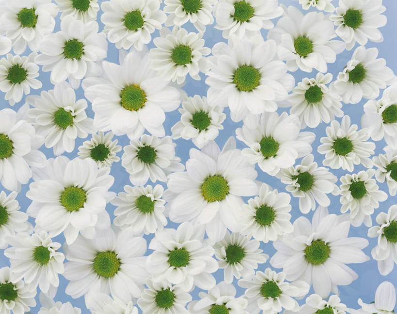 无人,横图,俯视,室内,特写,白天,爱情,许多,蓝色背景,盛开,花蕾,花,花瓣,花朵,鲜花,白色,花苞,花蕊,菊花,摄影,影棚,吉祥,高洁,长寿,怀恋,清净,真情,寿客,秋菊,彩图,高角度拍摄,影棚拍摄,拍摄