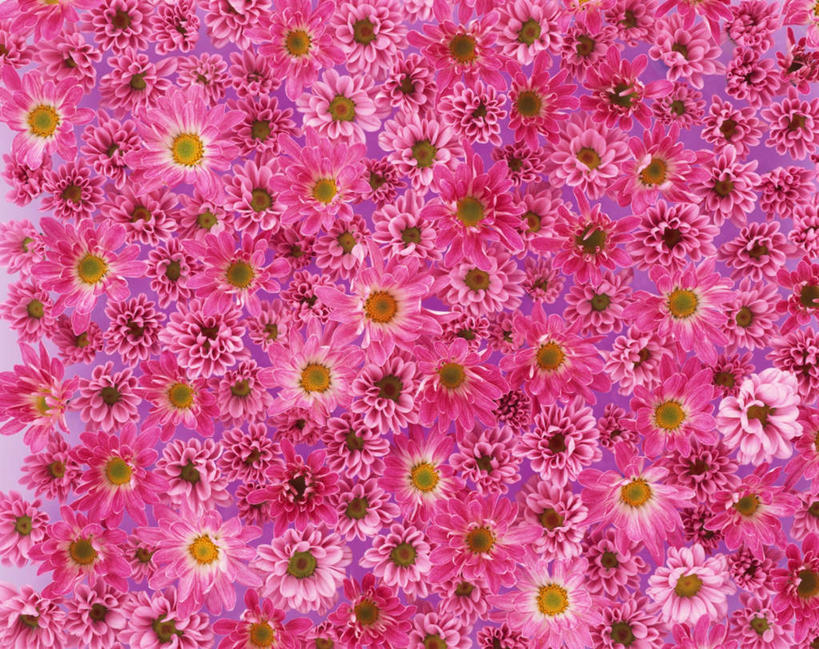 无人,横图,俯视,室内,特写,白天,爱情,许多,盛开,花蕾,花,花瓣,花朵,鲜花,粉色,花苞,花蕊,菊花,摄影,影棚,吉祥,高洁,长寿,怀恋,清净,真情,寿客,秋菊,彩图,高角度拍摄,影棚拍摄,拍摄