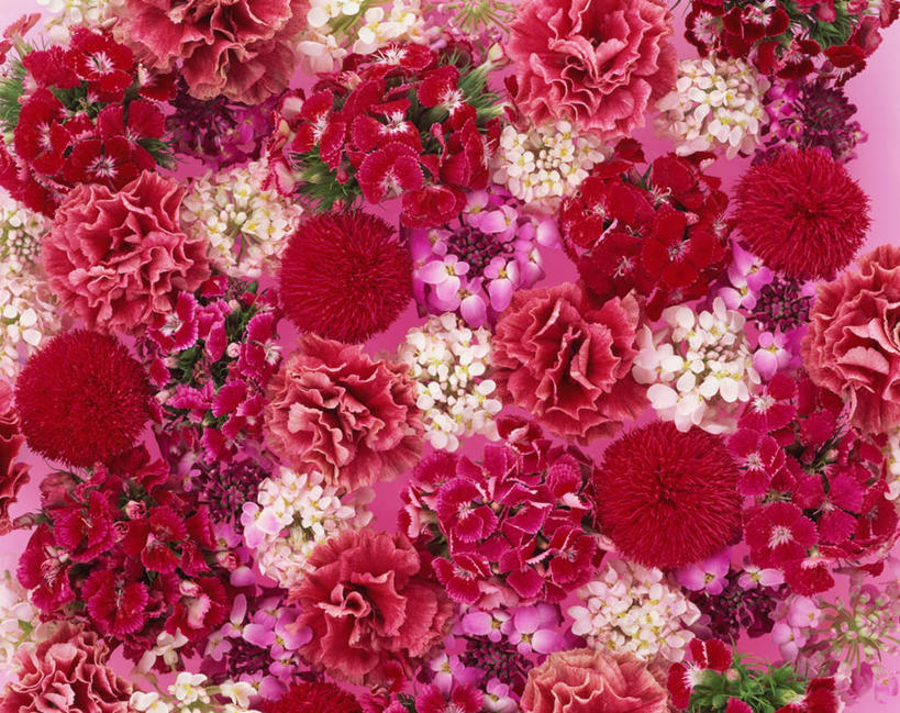 无人,横图,俯视,室内,特写,白天,纯洁,热情,康乃馨,许多,盛开,祝福,花蕾,花,花瓣,花朵,鲜花,粉色,红色,白色,花苞,花蕊,母爱,清纯,摄影,影棚,亲情,思念,宽容,热恋,真挚,常夏石竹,羽裂石竹,地被石竹,才能,大胆,热心,麝香石竹,石竹,香石竹,彩图,高角度拍摄,影棚拍摄,拍摄,魅力