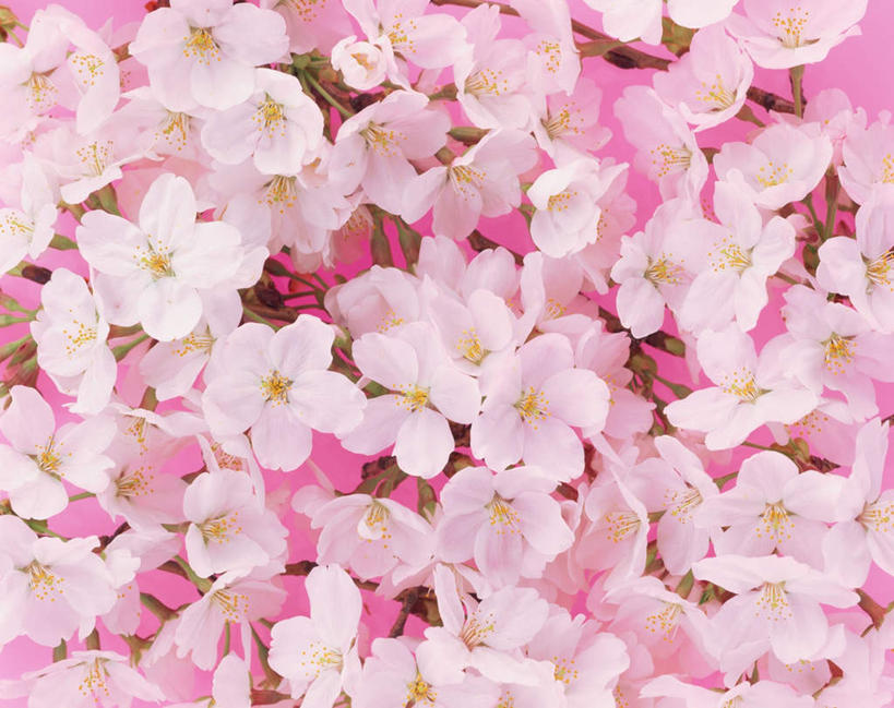 无人,横图,俯视,室内,特写,白天,幸福,纯洁,樱花,许多,盛开,花蕾,花,花瓣,花朵,鲜花,粉色,花苞,花蕊,摄影,影棚,等待,生命,仙樱花,福岛樱,青肤樱,高尚,热烈,荆桃,彩图,高角度拍摄,影棚拍摄,拍摄