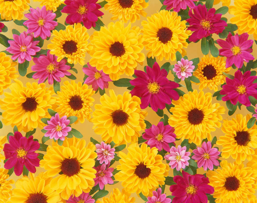 无人,横图,俯视,彩色,室内,特写,白天,爱情,许多,盛开,花蕾,花,花瓣,花朵,鲜花,粉色,黄色,红色,花苞,花蕊,菊花,摄影,影棚,吉祥,翠菊,高洁,长寿,怀恋,清净,真情,寿客,秋菊,江西腊,蓝菊,彩图,高角度拍摄,影棚拍摄,拍摄