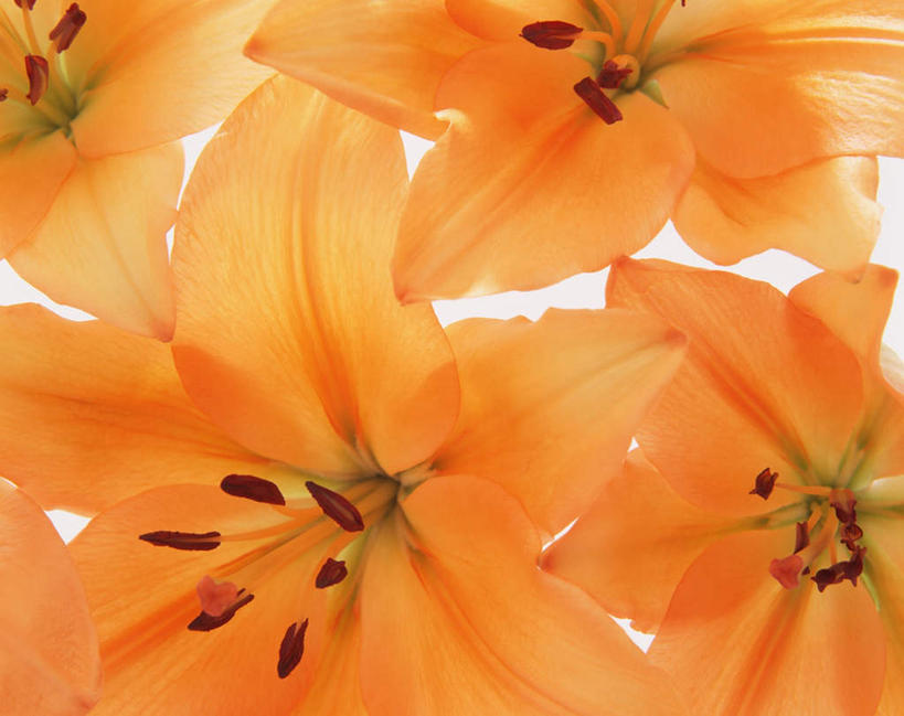 无人,横图,俯视,室内,特写,白天,白色背景,百合花,四朵,盛开,花蕾,花,花瓣,花朵,鲜花,花苞,花蕊,橙色,摄影,影棚,强瞿,百合蒜,倒仙,番韭,山丹,彩图,高角度拍摄,影棚拍摄,拍摄