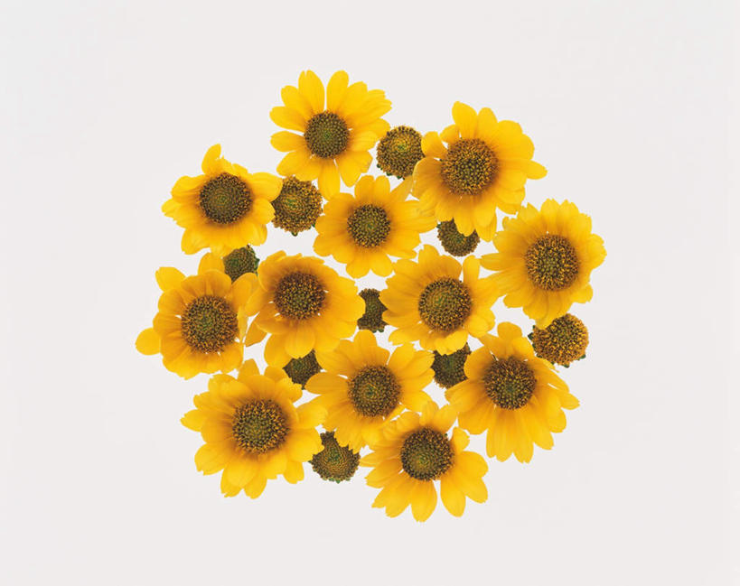 无人,横图,俯视,室内,特写,白天,白色背景,爱情,幸福,太阳,向日葵,许多,盛开,花蕾,花,花瓣,花朵,鲜花,黄色,花苞,花蕊,摄影,影棚,光辉,沉默,忠诚,勇敢,投缘,爱慕,高傲,朝阳花,葵花,望日莲,向阳花,转日莲,彩图,高角度拍摄,影棚拍摄,拍摄