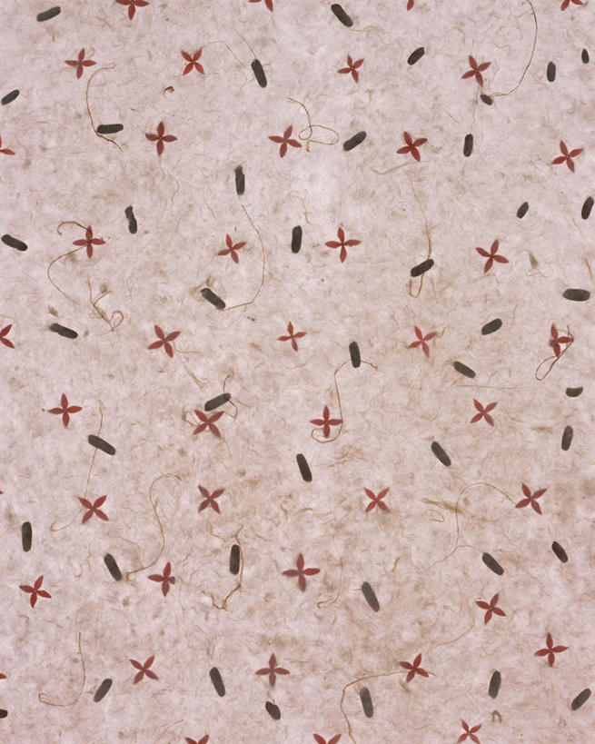 无人,竖图,俯视,室内,特写,白天,静物,花纹,装饰,纹路,图案,纹理,谷类,谷物,糯米,米,大米,华丽,修饰,点缀,肌理,衬托,美观,雅致,雅观,江米,糯米纸,彩图,高角度拍摄