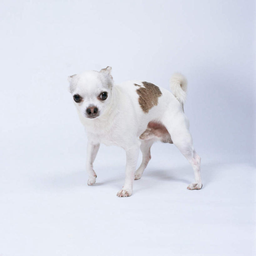 无人,站,方图,室内,特写,白天,白色背景,正面,宠物,狗,吉娃娃,注视,一只,动物,观察,看,站着,可爱,摄影,影棚,观看,察看,关注,忠诚,芝娃娃,奇娃娃,吉娃娃犬,齐花花,犬,站立,彩图,全身,影棚拍摄,拍摄