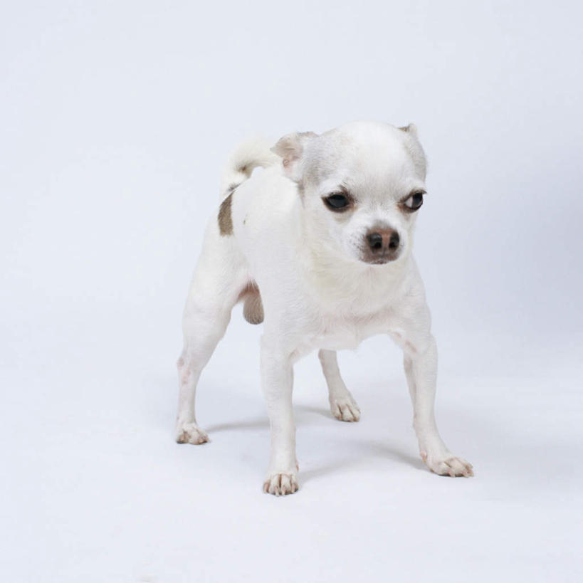 无人,站,方图,室内,特写,白天,白色背景,正面,宠物,狗,吉娃娃,注视,一只,动物,观察,看,站着,可爱,摄影,影棚,观看,察看,关注,忠诚,芝娃娃,奇娃娃,吉娃娃犬,齐花花,犬,站立,彩图,全身,影棚拍摄,拍摄