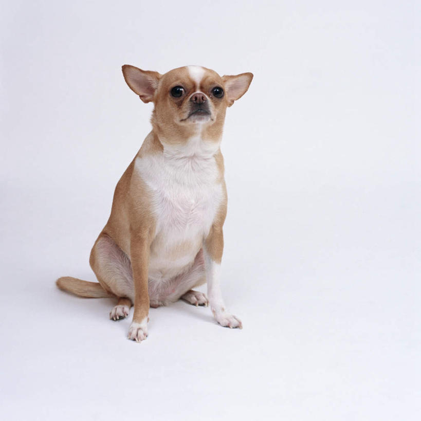 无人,坐,方图,室内,特写,白天,白色背景,正面,宠物,狗,吉娃娃,注视,一只,动物,观察,看,可爱,摄影,影棚,观看,察看,关注,忠诚,芝娃娃,奇娃娃,吉娃娃犬,齐花花,犬,坐着,彩图,全身,影棚拍摄,拍摄