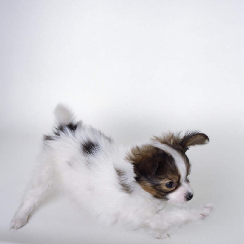 无人,方图,俯视,室内,特写,白天,白色背景,宠物,狗,注视,蝶耳犬,蝴蝶犬,一只,动物,观察,看,趴着,可爱,摄影,影棚,观看,察看,关注,忠诚,巴比伦犬,犬,趴,彩图,高角度拍摄,全身,影棚拍摄,拍摄