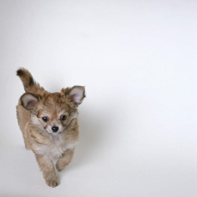 无人,站,方图,俯视,室内,特写,白天,白色背景,宠物,狗,吉娃娃,注视,一只,动物,观察,看,站着,可爱,摄影,影棚,观看,察看,关注,忠诚,芝娃娃,奇娃娃,吉娃娃犬,齐花花,犬,站立,彩图,高角度拍摄,全身,影棚拍摄,拍摄