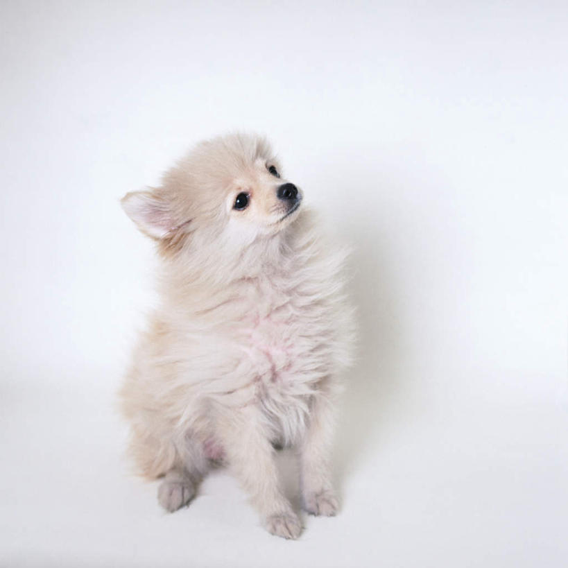 无人,坐,方图,俯视,室内,特写,白天,白色背景,宠物,狗,注视,博美犬,松鼠犬,一只,动物,观察,看,可爱,摄影,影棚,观看,察看,关注,忠诚,波美拉尼亚犬,博美狗,犬,抬头,仰头,坐着,彩图,高角度拍摄,全身,影棚拍摄,拍摄