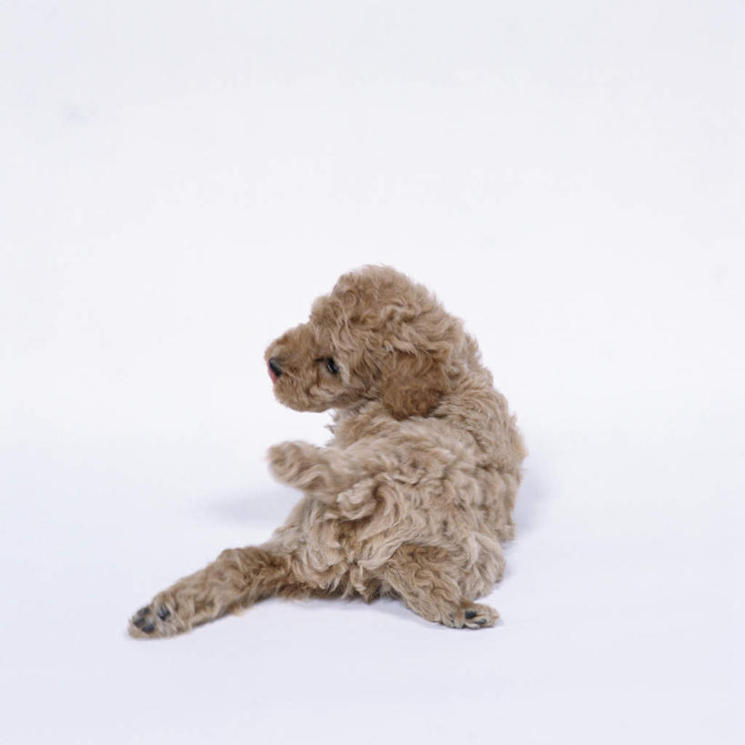 无人,躺,方图,室内,特写,白天,白色背景,宠物,狗,棕色,注视,贵宾犬,一只,背面,动物,观察,看,可爱,摄影,影棚,观看,察看,关注,贵妇犬,忠诚,玩具贵宾犬,卧着,犬,躺着,卧,彩图,全身,影棚拍摄,拍摄