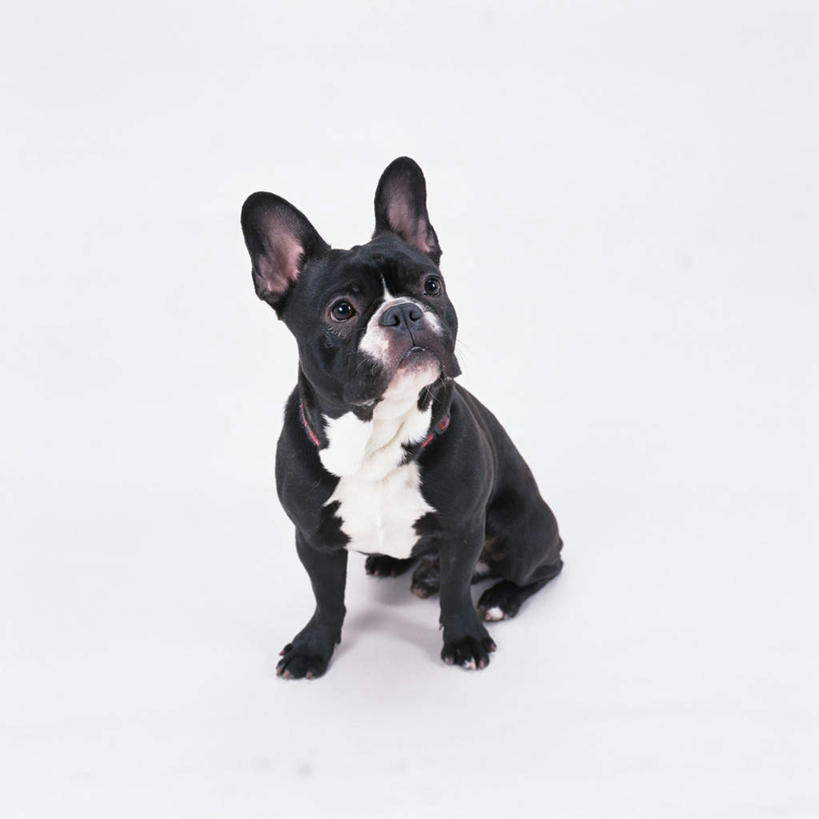 无人,坐,方图,室内,特写,白天,白色背景,正面,宠物,狗,斗牛犬,注视,一只,动物,观察,看,可爱,摄影,影棚,观看,察看,关注,牛头犬,忠诚,英国斗牛犬,斗牛狗,老虎狗,英国老虎犬,犬,坐着,彩图,全身,影棚拍摄,拍摄