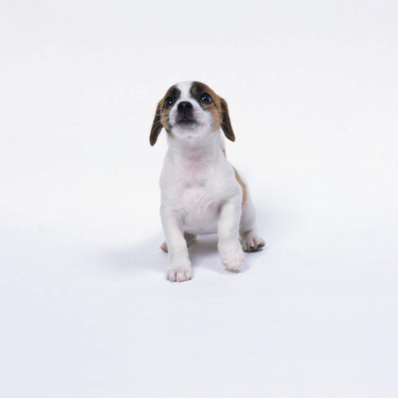 无人,坐,方图,室内,特写,白天,白色背景,正面,宠物,狗,杰克罗素梗,注视,一只,动物,观察,看,可爱,摄影,影棚,观看,察看,关注,忠诚,帕尔森罗塞尔梗,杰克拉西尔梗,犬,坐着,彩图,全身,影棚拍摄,拍摄