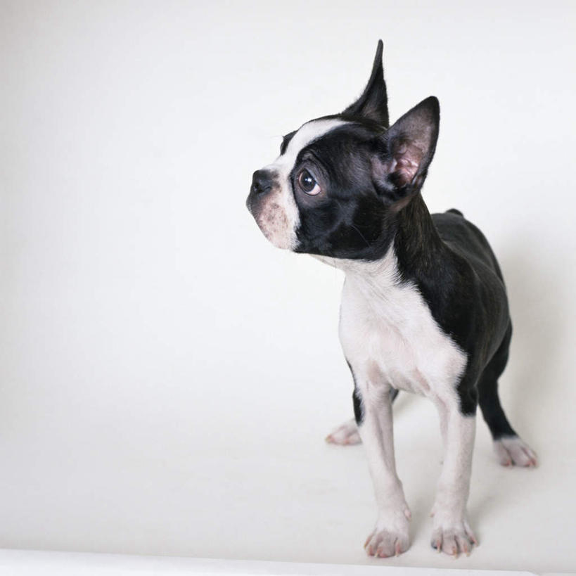 无人,站,方图,室内,特写,白天,白色背景,正面,宠物,狗,梗犬,注视,波士顿犬,一只,动物,观察,看,站着,可爱,摄影,影棚,观看,察看,关注,波士顿狗,忠诚,波士顿更,波士顿梗,波士顿梗犬,犬,站立,彩图,全身,影棚拍摄,拍摄