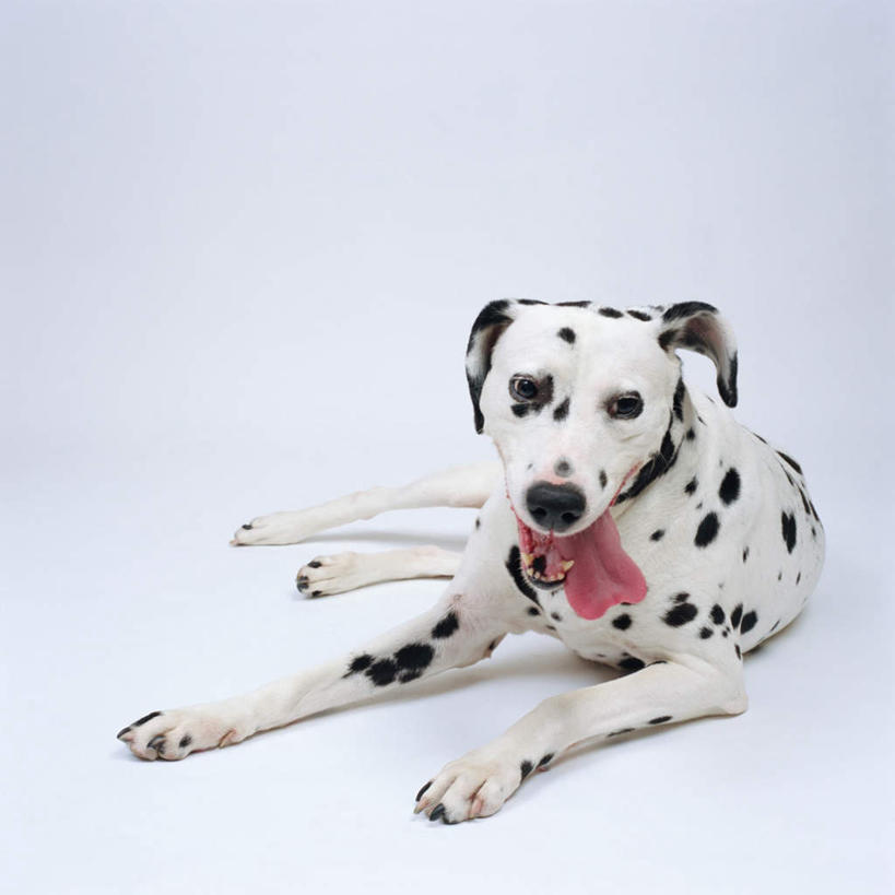 无人,方图,室内,特写,白天,白色背景,正面,宠物,狗,图案,斑点,斑点狗,大麦町犬,注视,吐舌头,一只,动物,观察,看,趴着,伸舌头,张嘴,吐舌,可爱,摄影,影棚,观看,察看,关注,张大嘴巴,忠诚,斑点犬,张开嘴,犬,趴,彩图,全身,影棚拍摄,拍摄
