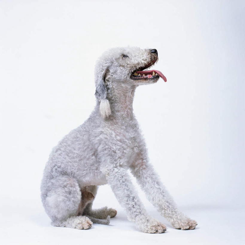 无人,坐,方图,室内,特写,白天,白色背景,侧面,宠物,狗,梗犬,注视,吐舌头,一只,动物,观察,看,伸舌头,张嘴,吐舌,可爱,摄影,影棚,观看,察看,关注,张大嘴巴,忠诚,贝灵顿梗,张开嘴,犬,坐着,彩图,全身,影棚拍摄,拍摄