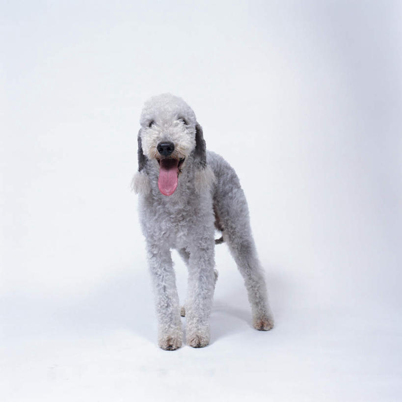 无人,站,方图,室内,特写,白天,白色背景,正面,宠物,狗,梗犬,注视,吐舌头,一只,动物,观察,看,伸舌头,站着,张嘴,吐舌,可爱,摄影,影棚,观看,察看,关注,张大嘴巴,忠诚,贝灵顿梗,张开嘴,犬,站立,彩图,全身,影棚拍摄,拍摄