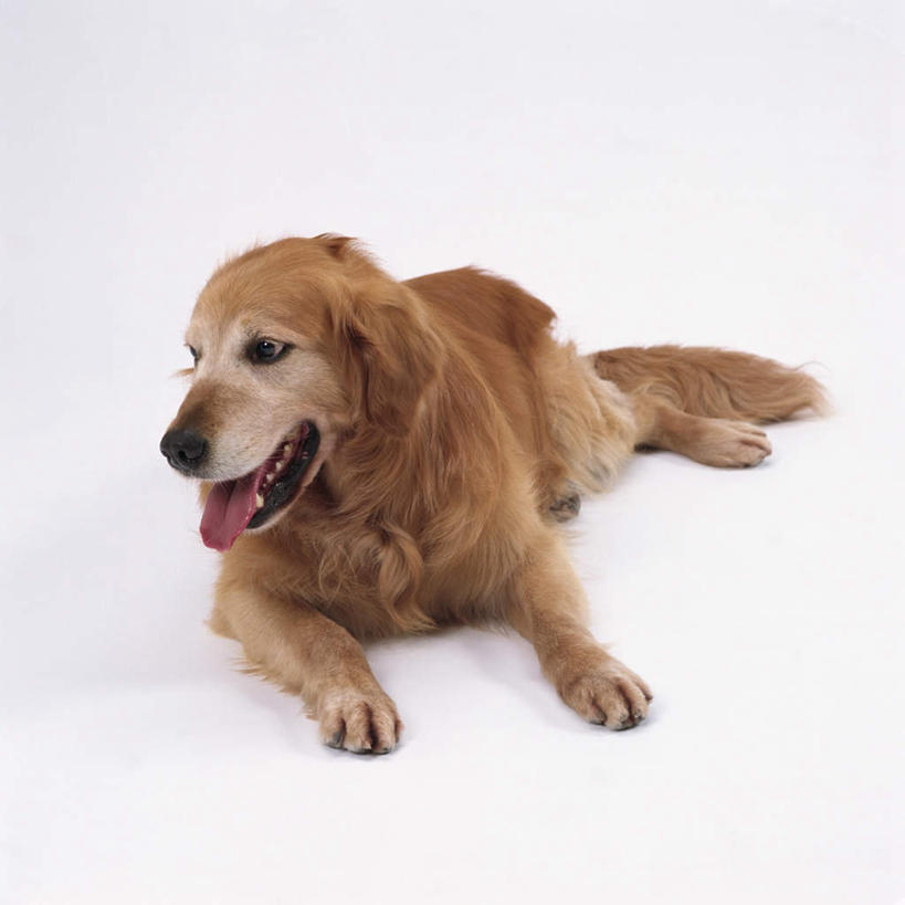 无人,方图,室内,特写,白天,白色背景,正面,宠物,狗,注视,金毛犬,一只,动物,观察,看,趴着,张嘴,可爱,摄影,影棚,金毛,观看,察看,金毛猎犬,关注,寻回犬,张大嘴巴,金毛寻回犬,忠诚,金毛狗,金毛寻回狗,寻回狗,张开嘴,犬,趴,彩图,全身,影棚拍摄,拍摄