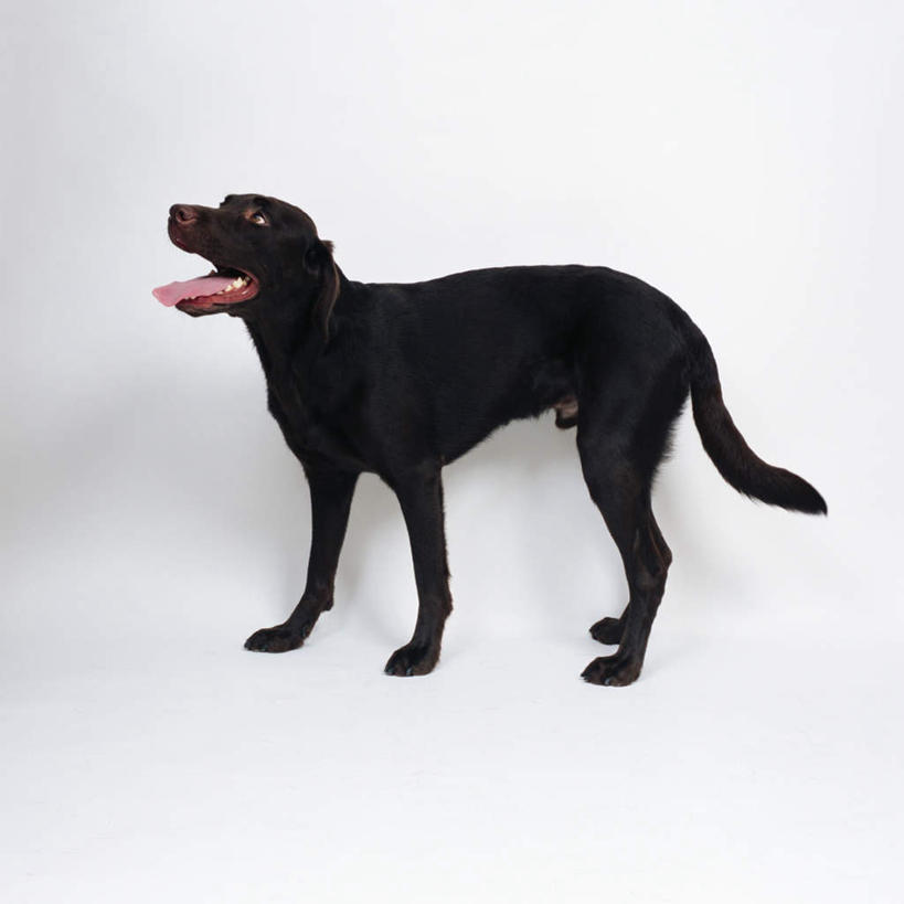 无人,站,方图,室内,特写,白天,白色背景,侧面,宠物,狗,拉布拉多,注视,拉布拉多猎犬,一只,黑色,动物,观察,看,站着,张嘴,可爱,摄影,影棚,观看,察看,关注,拉布拉多犬,张大嘴巴,忠诚,张开嘴,犬,站立,彩图,全身,影棚拍摄,拍摄