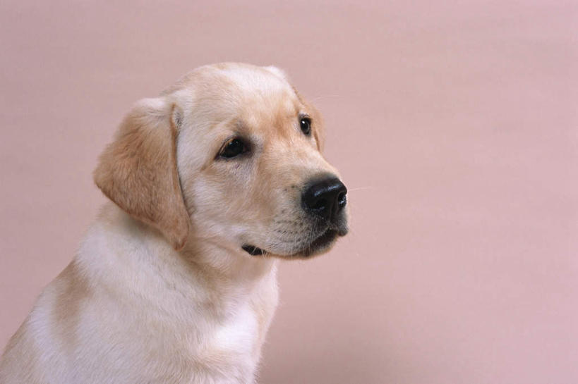 无人,坐,横图,室内,特写,白天,侧面,宠物,狗,粉色背景,拉布拉多,注视,拉布拉多猎犬,一只,动物,观察,看,可爱,摄影,影棚,观看,察看,关注,拉布拉多犬,忠诚,犬,坐着,半身,彩图,影棚拍摄,拍摄