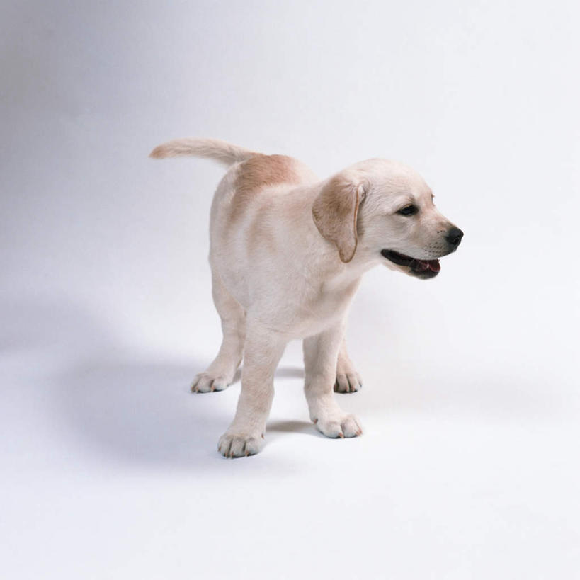 无人,站,方图,室内,特写,白天,白色背景,侧面,宠物,狗,拉布拉多,注视,拉布拉多猎犬,一只,动物,观察,看,站着,张嘴,可爱,摄影,影棚,观看,察看,关注,拉布拉多犬,张大嘴巴,忠诚,张开嘴,犬,站立,彩图,全身,影棚拍摄,拍摄