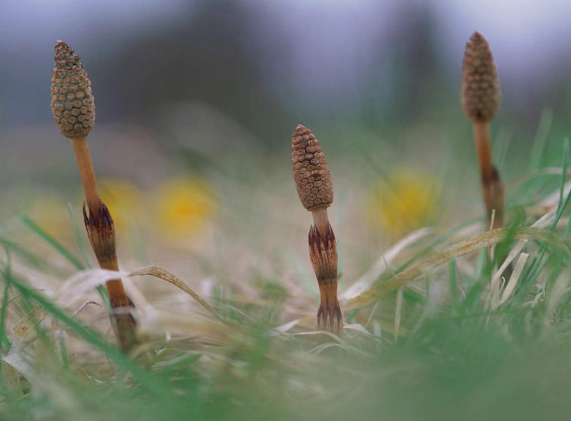 无人,横图,室外,特写,白天,正面,旅游,度假,草地,草坪,美景,植物,朦胧,模糊,景观,娱乐,草,三个,绿色,自然,享受,休闲,景色,放松,自然风光,灯芯草,灯心草,蔺草,龙须草,马棕根,蓑衣草,野席草,彩图