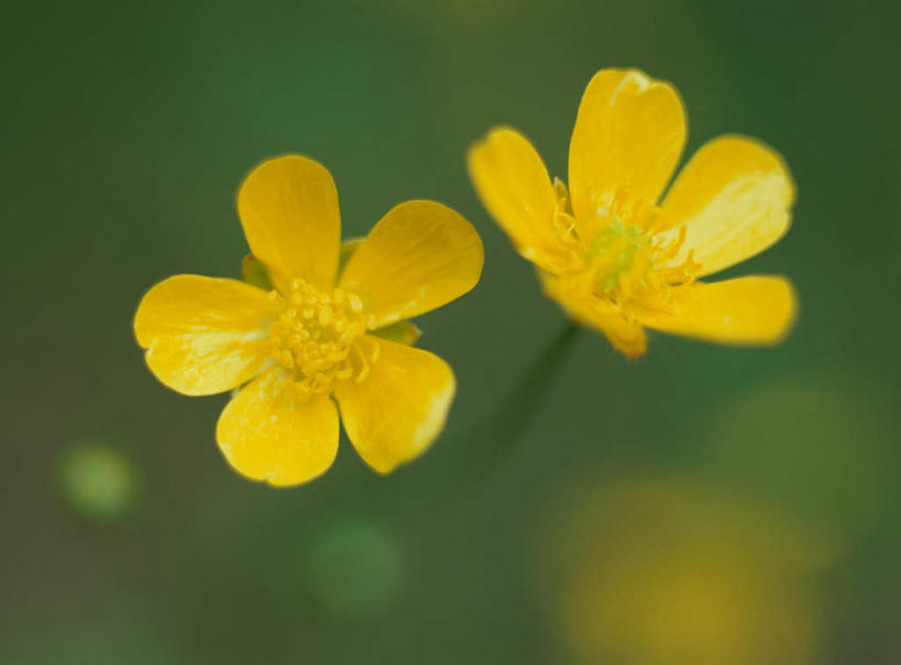 无人,横图,俯视,室外,特写,白天,旅游,度假,美景,朦胧,模糊,盛开,景观,芹菜花,花毛茛,花蕾,娱乐,花,花瓣,花朵,鲜花,两朵,黄色,自然,花苞,花蕊,享受,休闲,景色,放松,自然风光,花梗,陆莲花,波斯毛茛,彩图,高角度拍摄