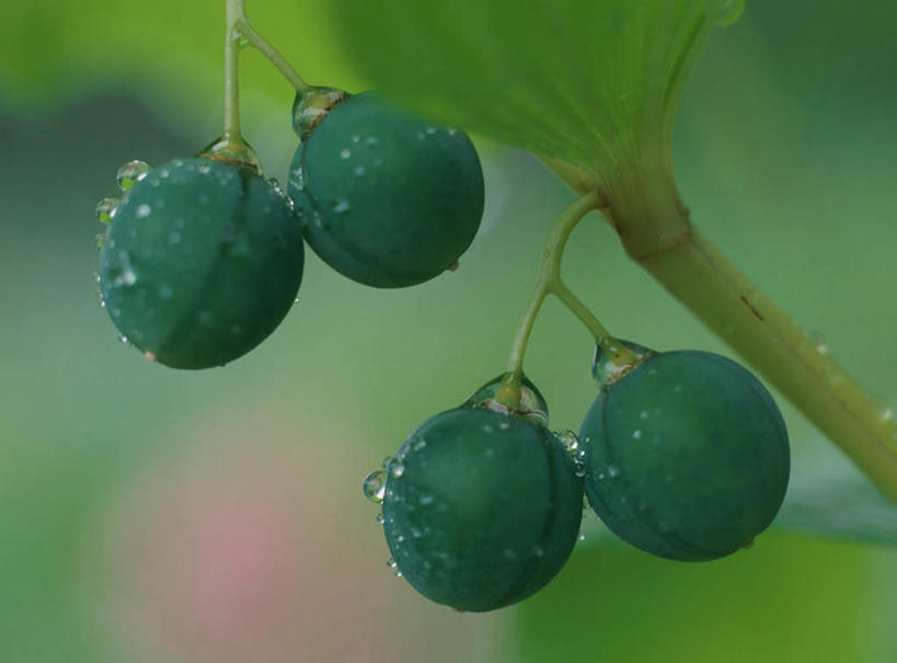 无人,横图,室外,特写,白天,正面,旅游,度假,美景,水,植物,露水,叶子,朦胧,模糊,液体,景观,水滴,绿叶,种子,绿化,娱乐,绿色,自然,四个,享受,休闲,嫩叶,景色,放松,茎叶,自然风光,叶片,彩图