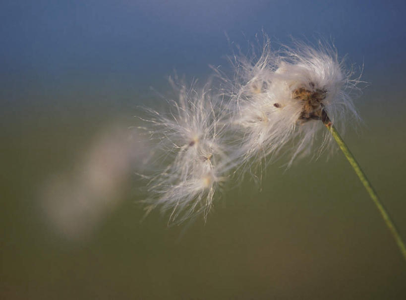 无人,横图,室外,特写,白天,正面,旅游,度假,美景,植物,朦胧,模糊,景观,草药,羊胡子草,娱乐,中药,白色,自然,享受,休闲,景色,放松,自然风光,药材,中草药,中药材,本草,彩图