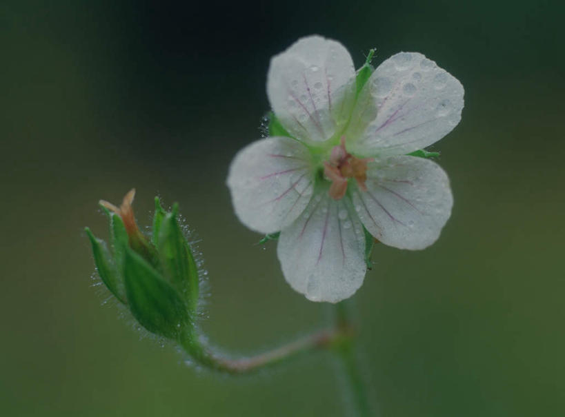 无人,横图,室外,特写,白天,正面,旅游,度假,美景,水,露水,朦胧,模糊,盛开,液体,景观,水滴,花蕾,娱乐,花,花瓣,花朵,鲜花,一朵,白色,自然,花苞,花茎,花蕊,享受,休闲,景色,放松,自然风光,花梗,彩图