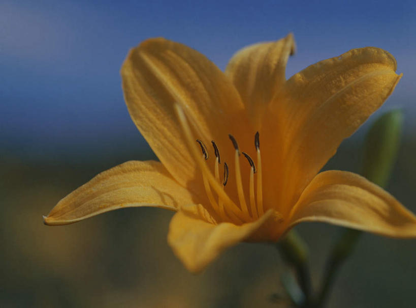 无人,横图,室外,特写,白天,正面,旅游,度假,美景,百合花,朦胧,模糊,盛开,景观,花蕾,娱乐,花,花瓣,花朵,鲜花,一朵,黄色,自然,花苞,花茎,花蕊,享受,休闲,景色,放松,自然风光,花梗,强瞿,百合蒜,倒仙,番韭,山丹,彩图